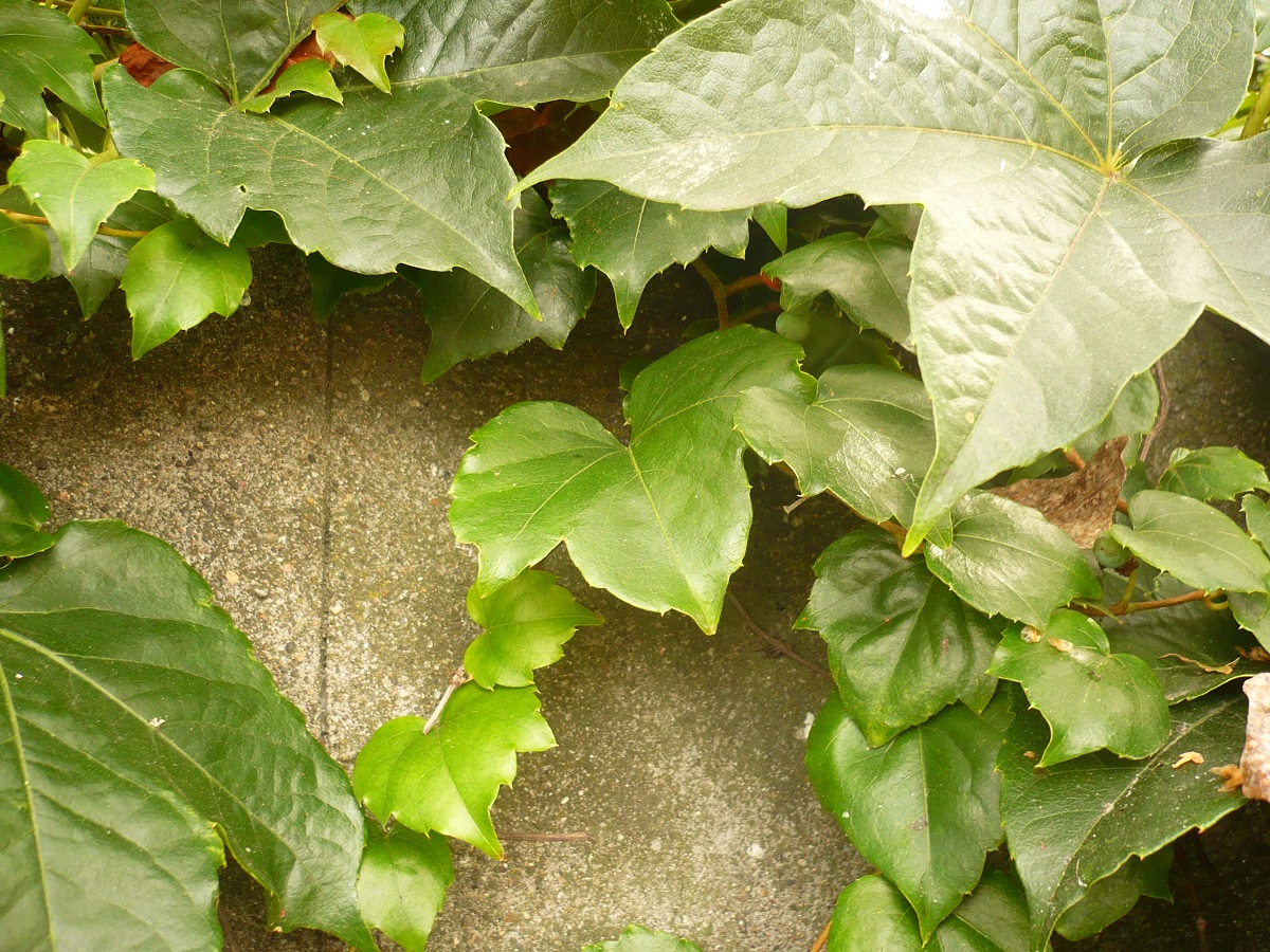 Parthenocissus tricuspidata (Vitaceae)